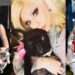 Lady Gaga ofrece medio millón de dólares por sus perros robados