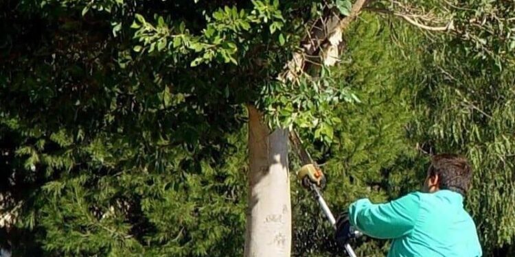 Tragedia en Corrientes: podaba el árbol de su suegro, cayó y murió