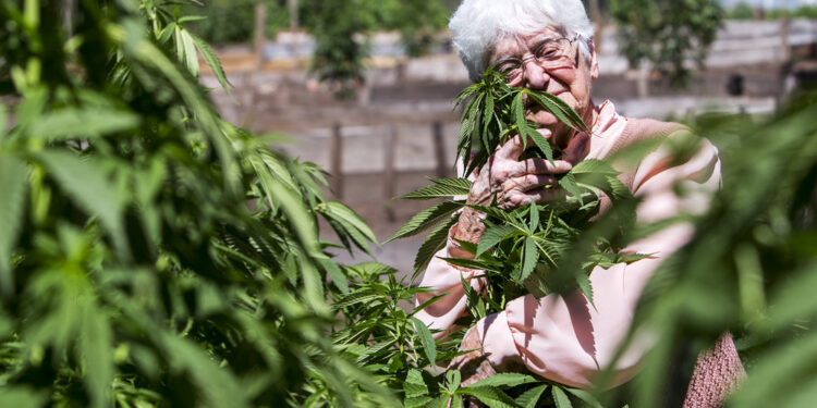 Nueva York: regalan marihuana a los vacunados de coronavirus