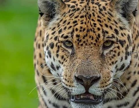 Murió el yaguareté Nahuel, pionero en el plan de reintroducción de su especie en el Iberá