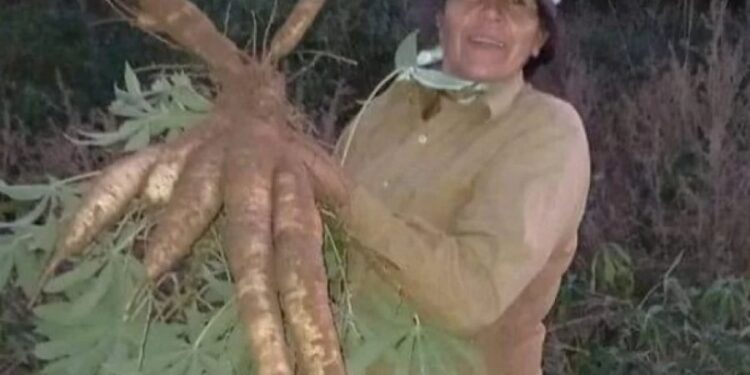 Corrientes: Una mujer cosechó una mandioca de más de un metro