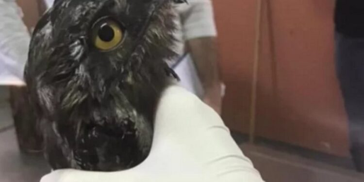 Un ejemplar del “Pájaro fantasma” fue liberado en Corrientes