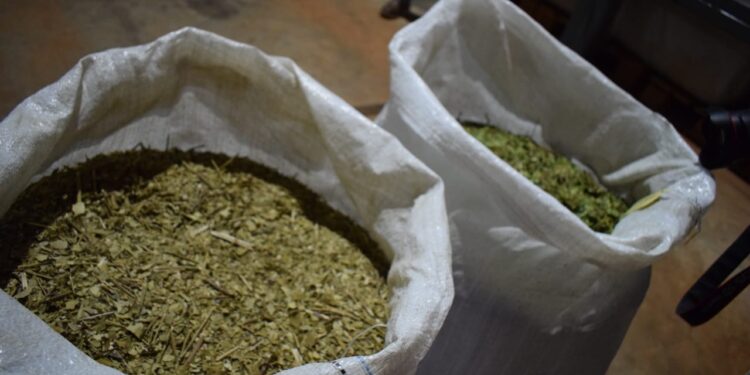 Corrientes: Rechazo a las limitaciones impuestas por el INYM para las plantaciones de yerba mate