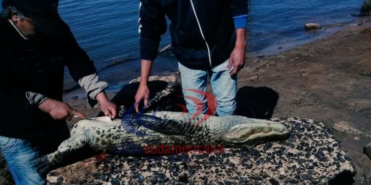 Indignante: asesinaron a un yacaré en una playa de Corrientes