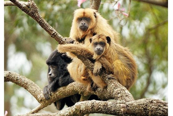 El Senado declaró Monumento Natural de Corrientes al mono carayá