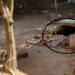 Bella Vista: Violaron, mataron y arrojaron a un pozo a una niña