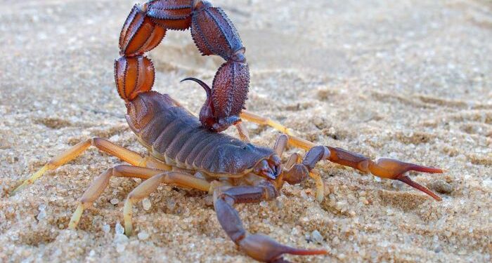 Goya: La justicia determinará si hubo responsabilidad médica