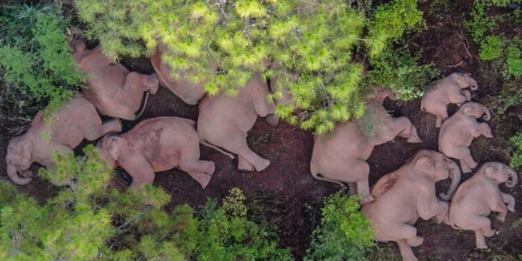 Familia de elefantes descansando tras 17 meses caminando