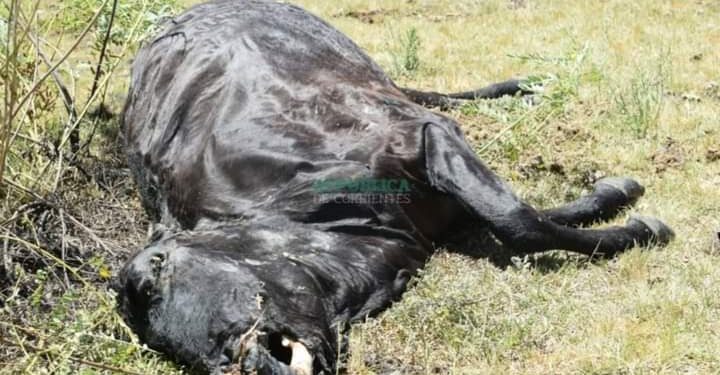 El misterio de las vacas mutiladas pone en alerta a la tercera sección de Esquina