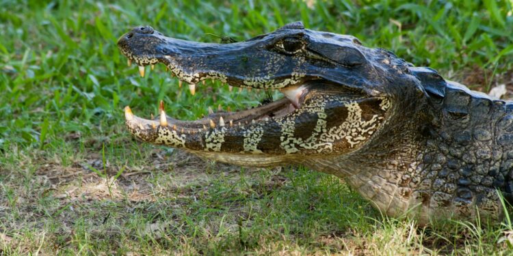 Santa Ana: Yacarés invadieron el patio de una casa escapando del fuego