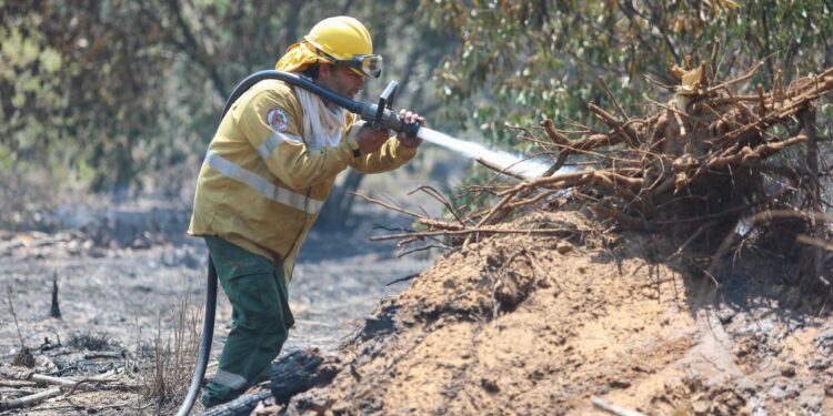 Corrientes: el fuego ya arrasó con 800 mil hectáreas y las pérdidas se estiman en $26.000 millones