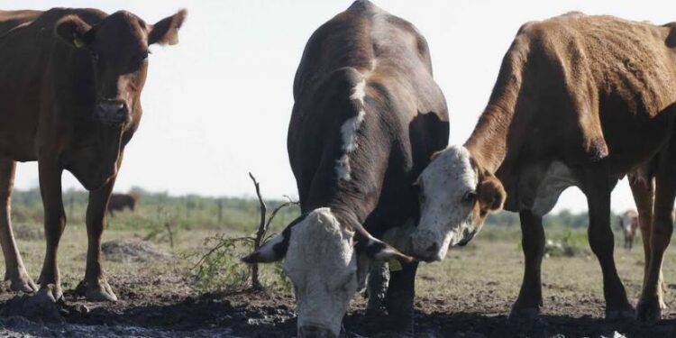 Emergencia Agropecuaria: los requisitos para los productores