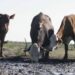 Emergencia Agropecuaria: los requisitos para los productores