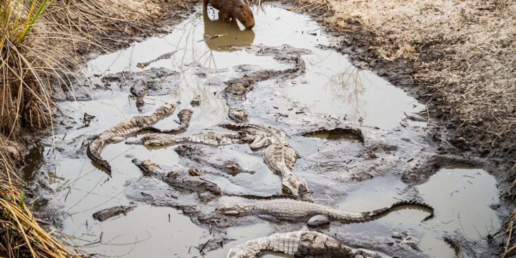 30 fotos dramáticas de los animales salvajes de los Esteros del Iberá amenazados por la sequía y los incendios