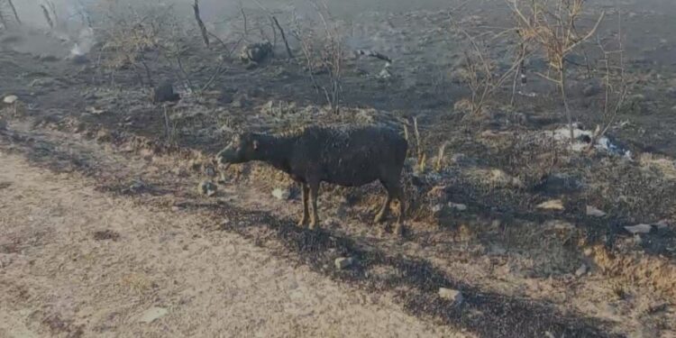 Incendios en Corrientes: un productor estuvo 40 horas apagando el fuego en su campo pero no pudo salvar parte de sus animales