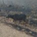 Incendios en Corrientes: un productor estuvo 40 horas apagando el fuego en su campo pero no pudo salvar parte de sus animales