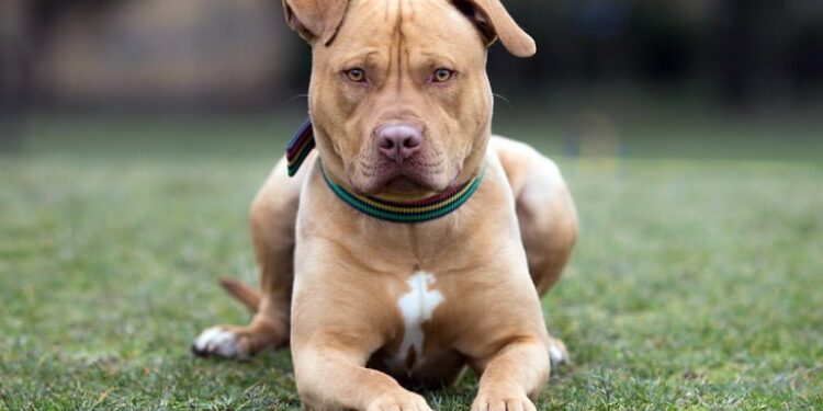 Feroz ataque de un pitbull a una bebé: le perforó el pulmón