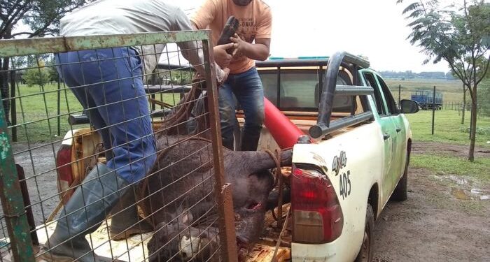 Virasoro: Demoraron a un hombre por la faena clandestina de una vaca