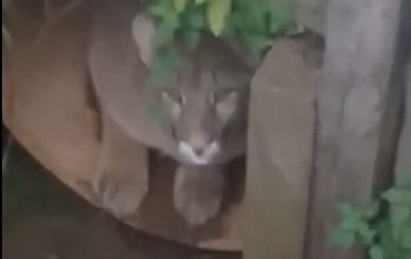 Susto en Goya: encontraron un puma escondico en un desagüe