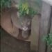Susto en Goya: encontraron un puma escondico en un desagüe