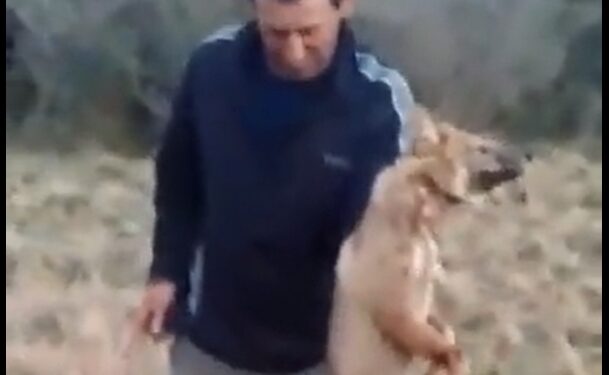 Detuvieron al hombre que prendió fuego la cola a un zorrito