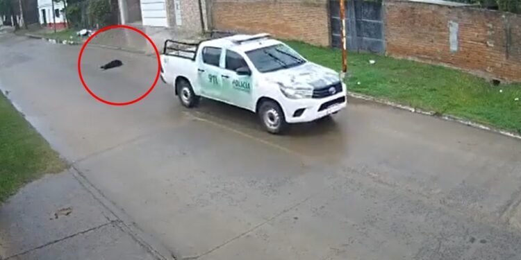 Goya: policías atropellaron intencionalmente a un perro y fueron filmados