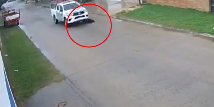El comunicado de la Policía luego de que un agente haya atropellado a un perro