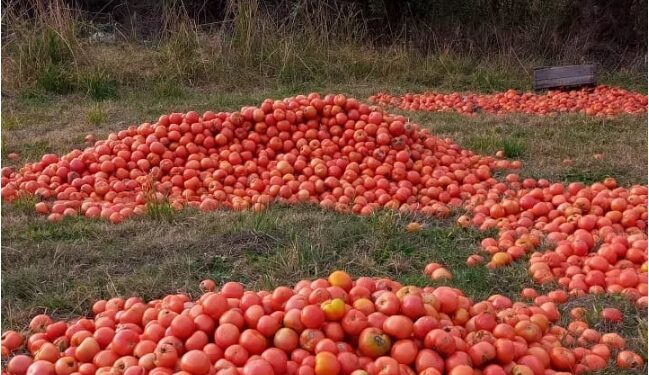Crisis: productores tiran toneladas de tomates en Corrientes