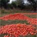 Crisis: productores tiran toneladas de tomates en Corrientes