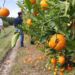 El granizó arrasó con las plantaciones de cítricos en Corrientes