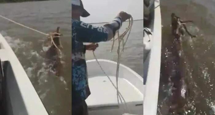 Pescadores se grabaron matando a un ciervo que cruzaba el Río Paraná