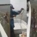 Pescadores se grabaron matando a un ciervo que cruzaba el Río Paraná