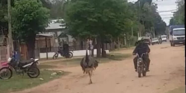 Denuncian maltrato a un ñandú en Corrientes: lo tenía de mascota