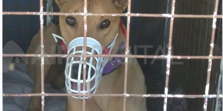 Polémico: 61 galgos rescatados fueron devueltos a sus explotadores
