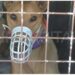 Polémico: 61 galgos rescatados fueron devueltos a sus explotadores