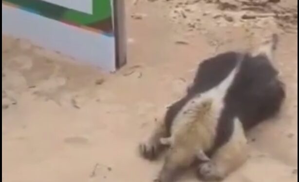 Encontraron un oso melero muerto en Costanera Norte