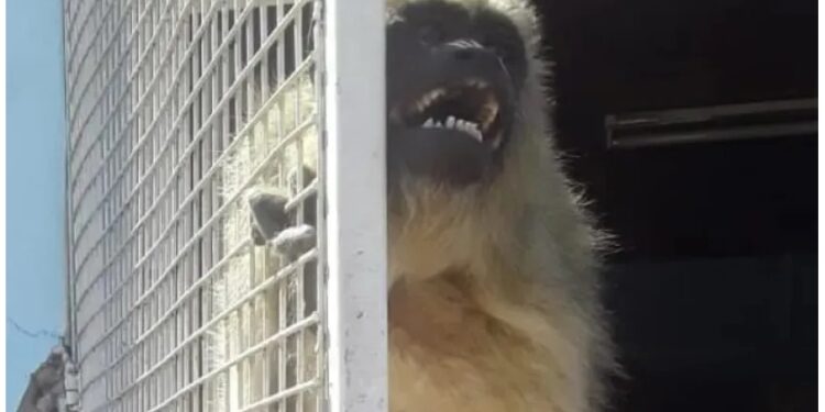 Alvear: Rescatan a un ejemplar de mono carayá que estaba en cautiverio en un domicilio