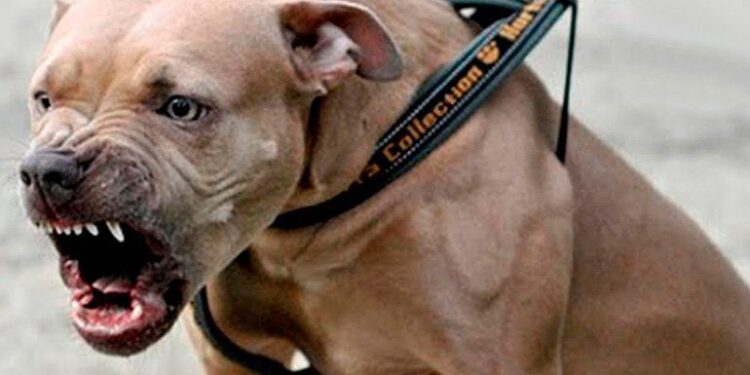 Un pitbull furioso le desprendió el brazo a un ladrón y piden sacrificarlo: “Defendió a su familia”