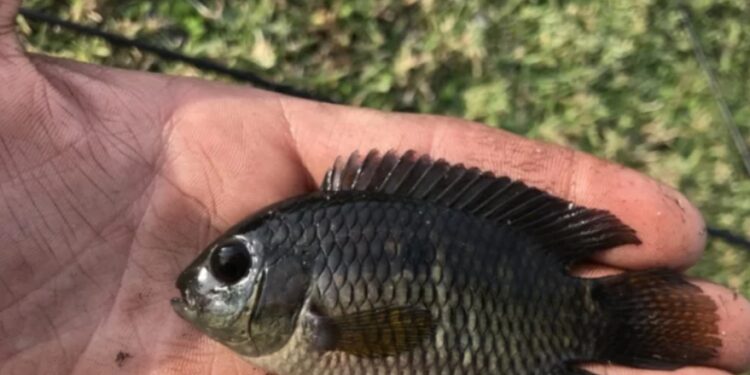 Hallaron en Estados Unidos una población de peces nativos del río Paraná