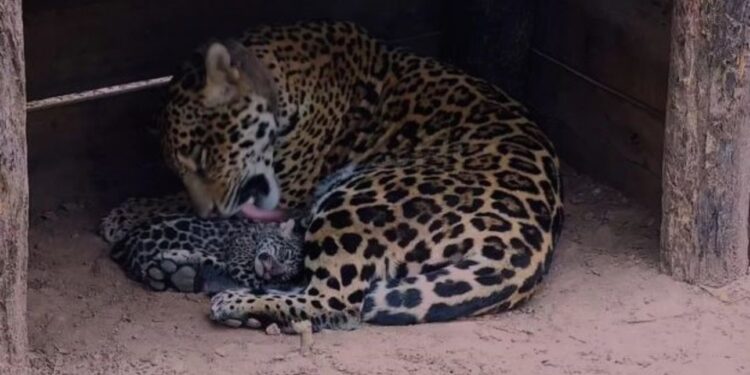 La yaguareté Mbarete y sus cachorros regresaron al Parque Nacional Iberá