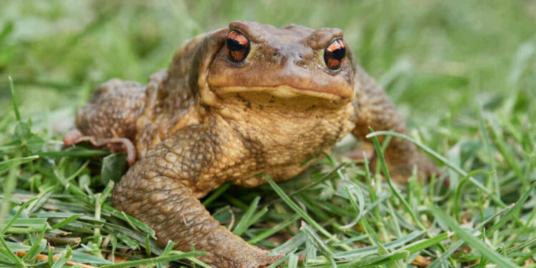 Curiosa advertencia en parques nacionales: “No lamer al sapo”