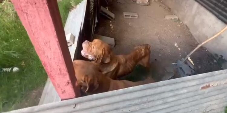 Mar del Plata: Detenida por maltrato animal en un  criadero de perros