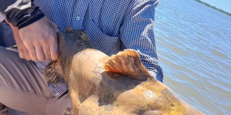 Impactante captura en Esquina: pescadores logran atrapar un manguruyú de 35 kilos