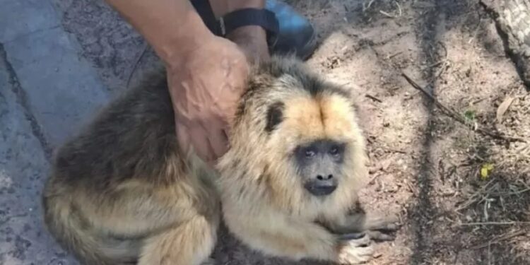 Rescataron a una mona carayá atropellada en Corrientes