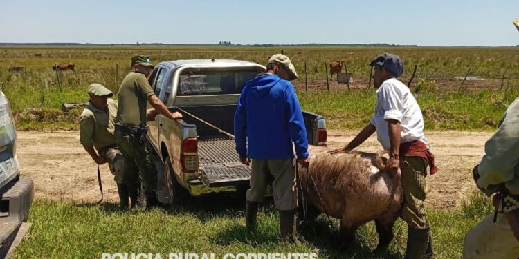 Concepción: encontraron a “Moto Moto”, el chancho XL que escapó de su hogar