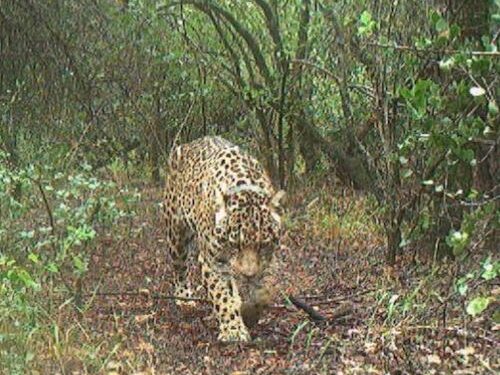 Parques Nacionales ofrece $250 millones de recompensa por aportar datos de Acaí, la yaguareté desaparecida en Chaco