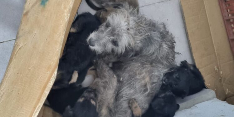 Rescataron a una perrita que habría sido abusada en Santa Lucía