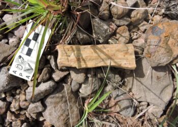 Presentaron el primer registro de un dinosaurio para la provincia de Corrientes