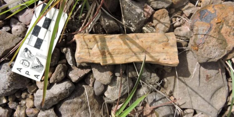 Presentaron el primer registro de un dinosaurio para la provincia de Corrientes