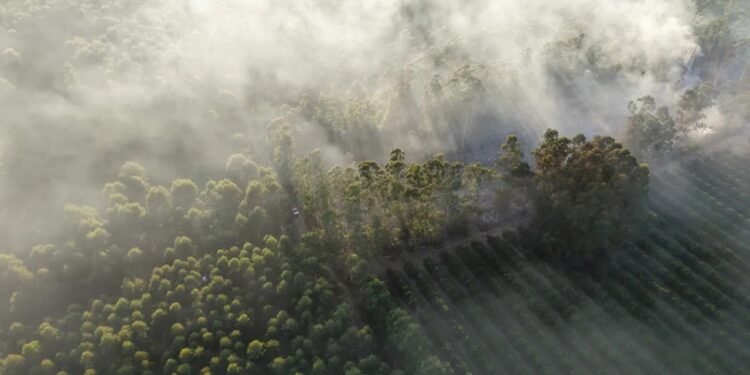 Se quemaron 16 hectáreas de una forestal de Corrientes